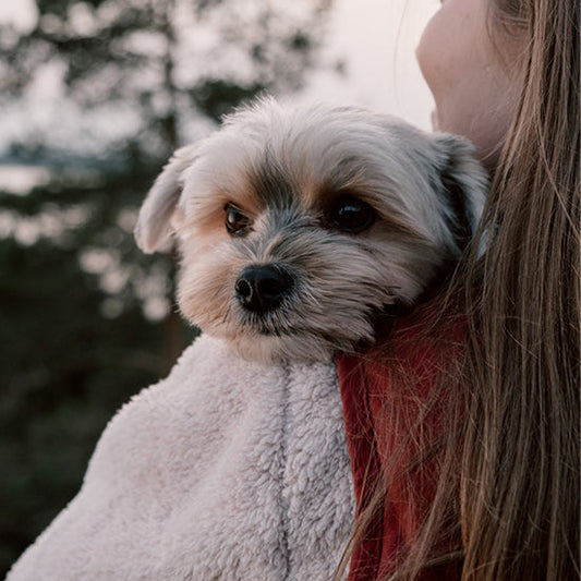 Characteristics of Puppy Species - Small Dog Edition