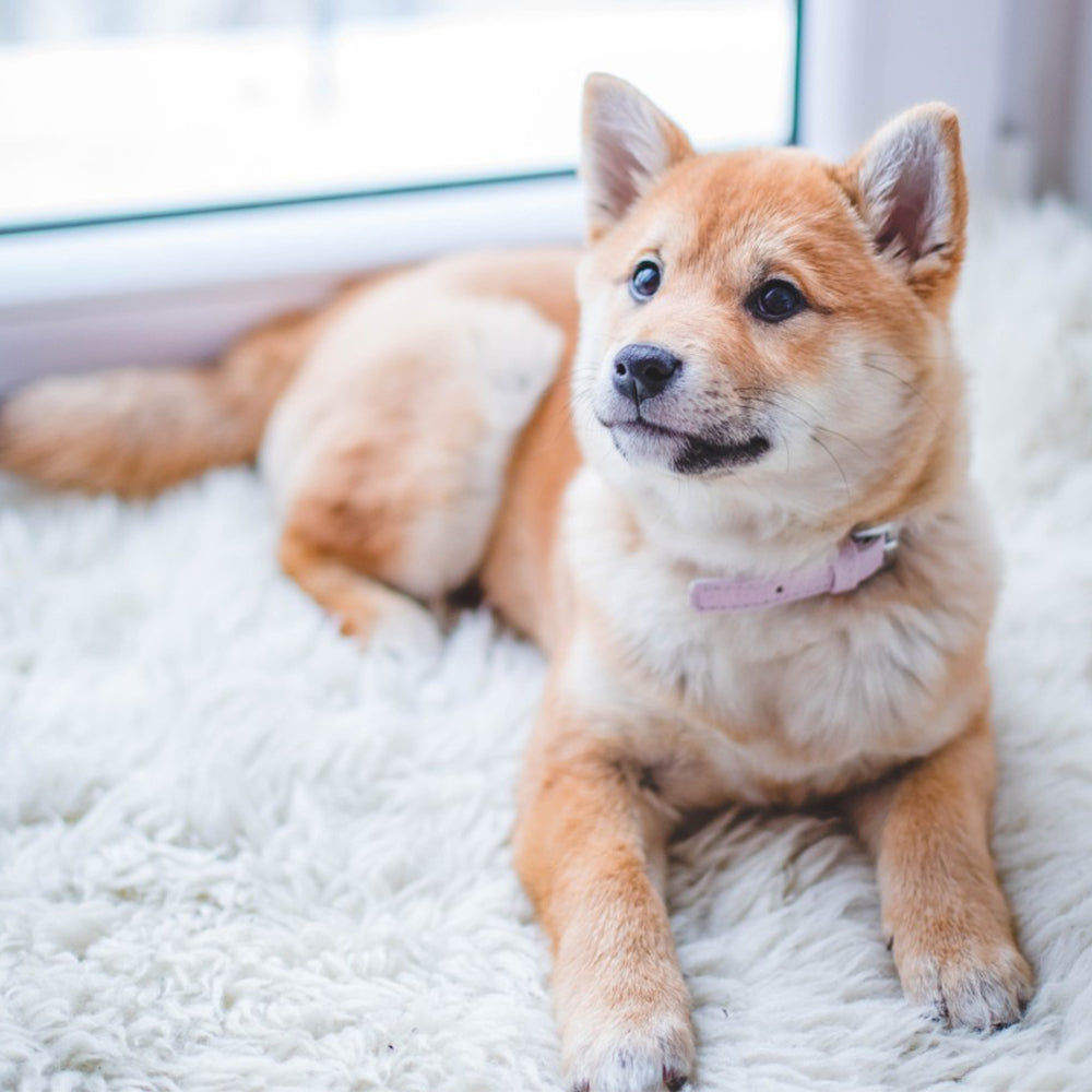How to provide comfortable space and relaxation for pets