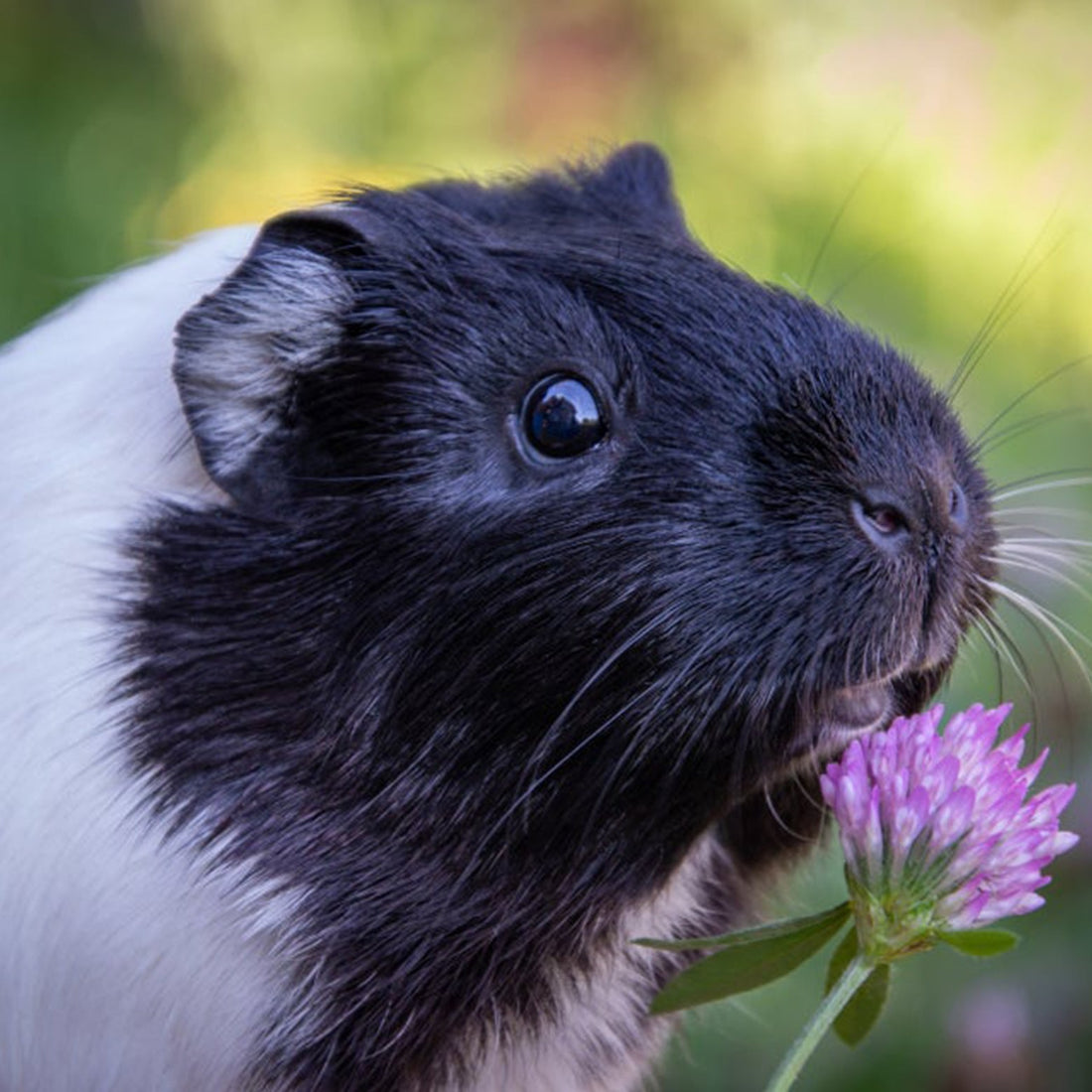Characteristics of guinea pigs, food, ways to raise them, and precautions