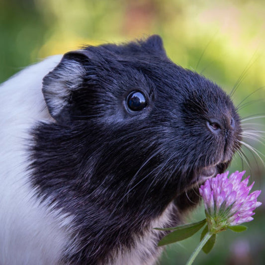 Characteristics of guinea pigs, food, ways to raise them, and precautions