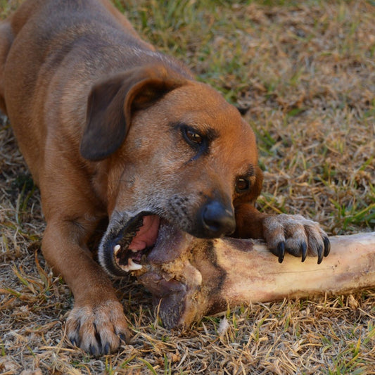 Food that dogs shouldn't eat.