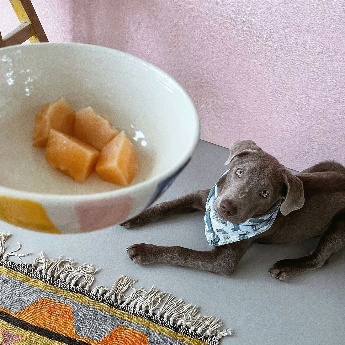 Fruits that dogs can't eat