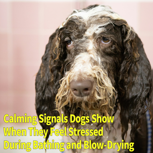 Calming Signals Dogs Show When They Feel Stressed During Bathing and Blow-Drying