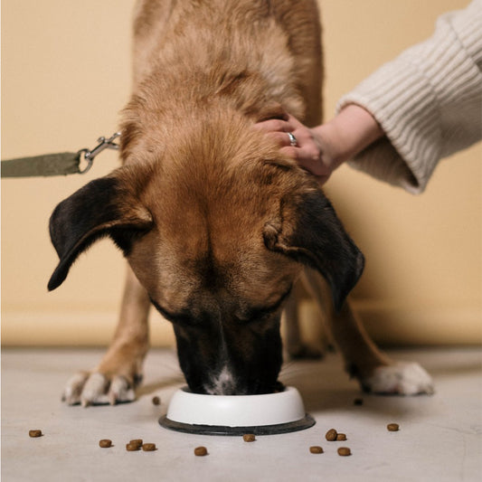 How to create healthy eating habits for your pet