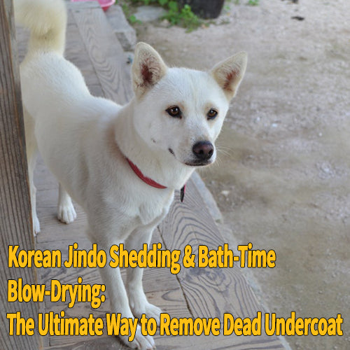 Korean Jindo Shedding & Bath-Time Blow-Drying: The Ultimate Way to Remove Dead Undercoat