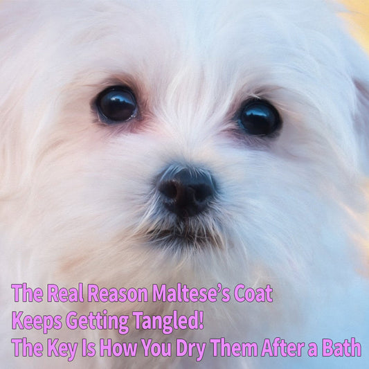 The Real Reason Your Maltese's Coat Keeps Getting Tangled! The Key Is How You Dry Them After a Bath