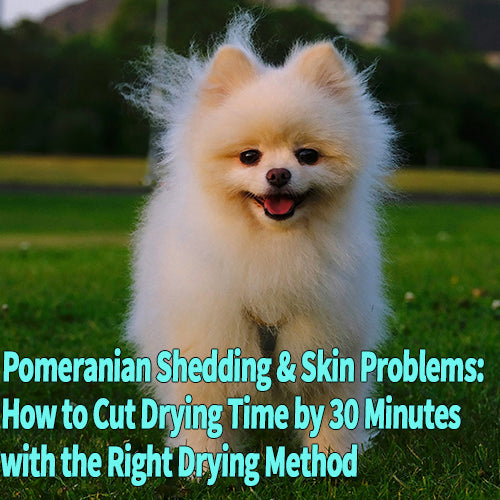 Pomeranian Shedding & Skin Problems: How to Cut Drying Time by 30 Minutes with the Right Drying Method