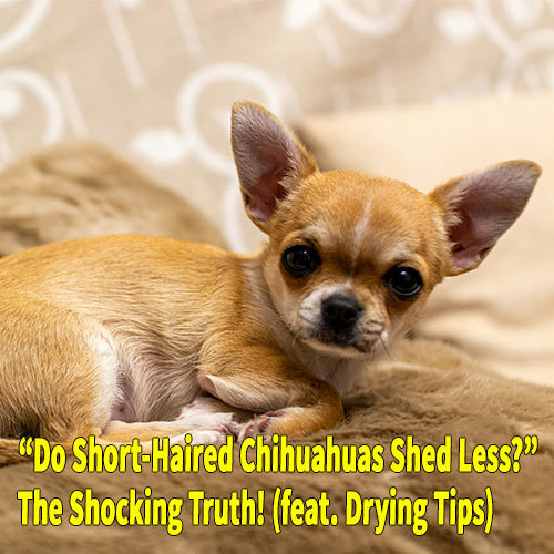 "Do Short-Haired Chihuahuas Shed Less?"The Shocking Truth! (feat. Drying Tips)