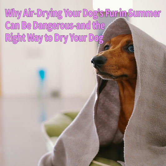 Why Air-Drying Your Dog's Fur in Summer Can Be Dangerous-and the Right Way to Dry Your Dog