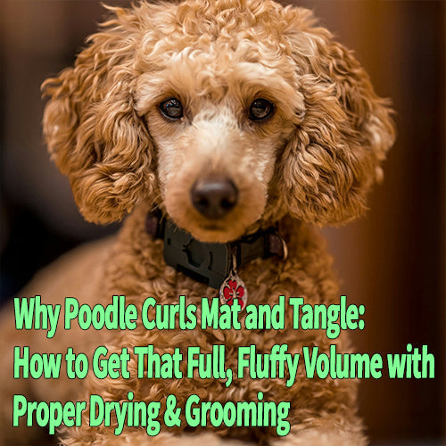 Why Poodle Curls Mat and Tangle: How to Get That Full, Fluffy Volume with Proper Drying & Grooming