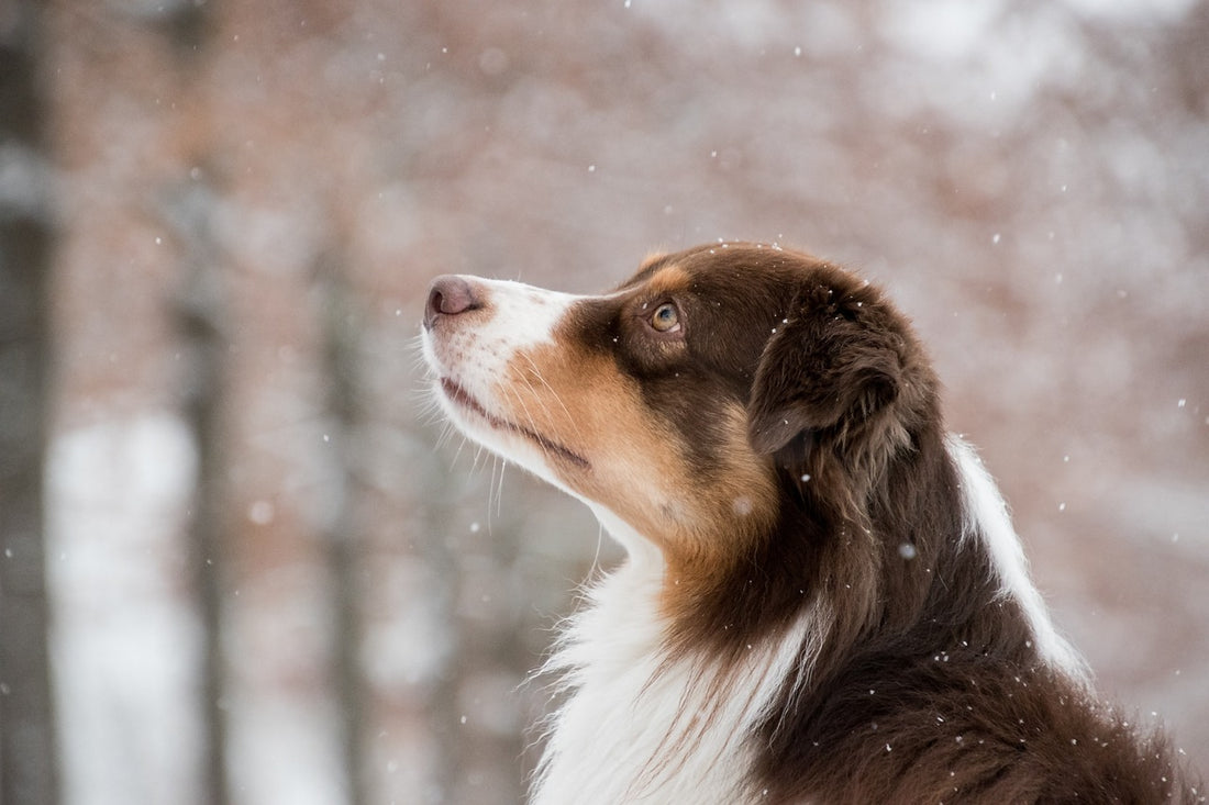 How to Care for Your Dog's Skin in Winter?