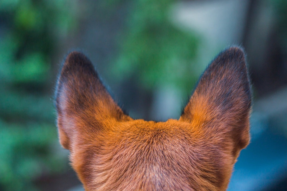 What causes ear infections in dogs and how to prevent them?
