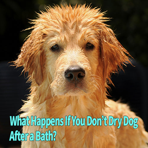 What Happens If You Don't Dry Dog After a Bath?