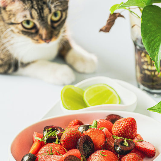 Foods that cats shouldn't eat.