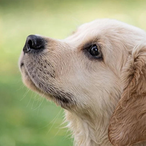 What causes tear stains on a dog?